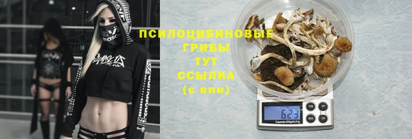 гашик Алексин